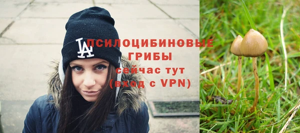 стаф Новокубанск
